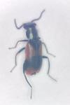 Anthocomus equestris