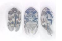 Anthrenus verbasci