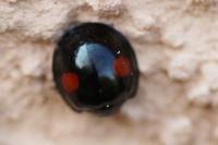 Chilocorus renipustulatus