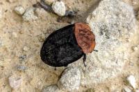 Oiceoptoma thoracicum