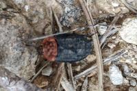 Oiceoptoma thoracicum