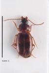Trechus obtusus