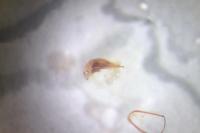 Trechus obtusus