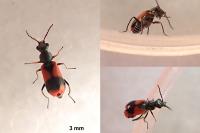 Anthocomus equestris