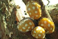 Halyzia sedecimguttata