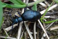 Meloe proscarabaeus