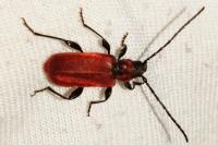 Pyrrhidium sanguineum