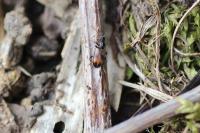 Anthicus antherinus