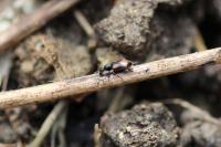 Anthicus antherinus