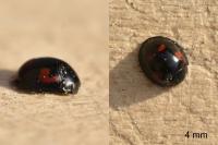 Exochomus quadripustulatus