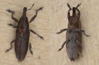 Lixus ochraceus