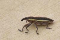 Lixus ochraceus