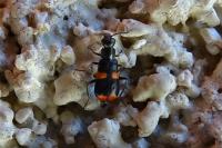 Anthocomus fasciatus