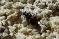 Anthocomus fasciatus