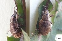 Peritelus sphaeroides