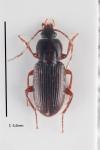 Pedius longicollis