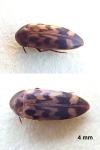 Orchesia undulata