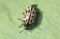 Chrysomela vigintipunctata