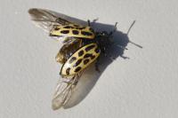 Chrysomela vigintipunctata