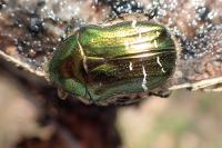 Cetonia aurata