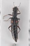 Stenus bimaculatus