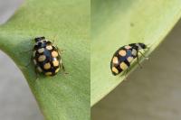 Coccinula quatuordecimpustulata