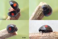 Chilocorus renipustulatus