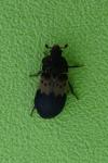 Dermestes lardarius