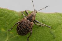 Liophloeus tessulatus