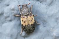 Dermestes lardarius