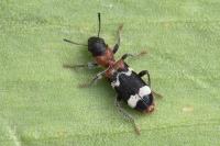 Thanasimus formicarius