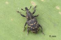 Hylobius abietis