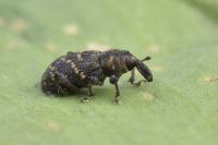 Hylobius abietis