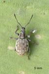 Peritelus sphaeroides