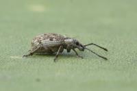 Peritelus sphaeroides