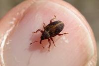 Lignyodes enucleator