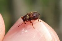 Lignyodes enucleator