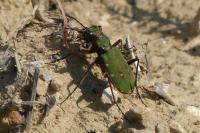 Cicindela campestris