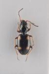 Bembidion quadrimaculatum