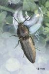 Cidnopus pilosus