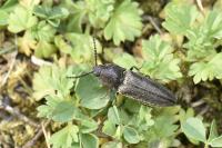 Cidnopus pilosus