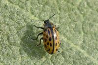 Chrysomela vigintipunctata