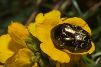 Potosia cuprea