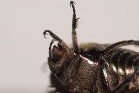 Potosia cuprea