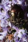 Potosia cuprea