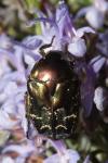 Potosia cuprea