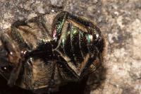 Potosia cuprea