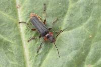 Cantharis rustica