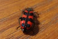 Trichodes alvearius