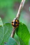 Adalia decempunctata